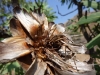 Dried protea