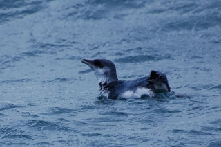 The little blue penguin, blue on top so predators above can't see him and white beneath so predators below can't either