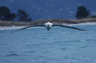 A Royal albatross comes in for a fly-by, showing off a three metre wingspan