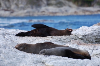 The seals on the shore couldn't be bothered to wake up and welcome us to Kaikoura!