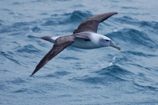 This is the white-tipped mollymawk, one of three kinds of albatross we saw