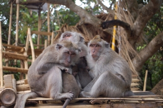 The monkeys at Ulu Watu conspire to look innocent...