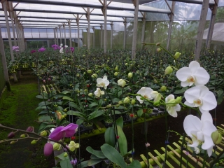 They were working on building more greenhouse space at this orchid nursery, so it's obviously a growing business. A-hahahahaha!