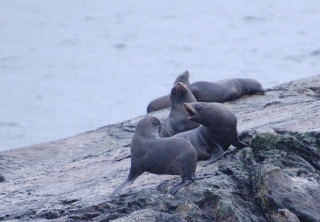 Argy-bargy amongst the fur seals at the end of Doubtful Sound. Someone obviously got home late from a party
