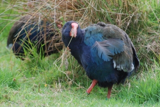 Hurray for the takahe! He doesn't look like a survivor, but somehow just clinging on in the wilds of Fiordland