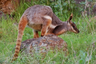 And here he is, the Yellow-Footed Rock Wallaby, perhaps the most beautiful macropod (hoppity thing) in Australia
