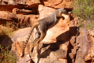Bouncing up almost sheer rocky crags, the Yellow-footed Rock-wallaby