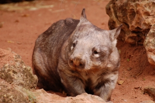 Consolation wombat, from the zoo yesterday - he looks quite different to our Tasmanian hugbat, if you cast your mind back