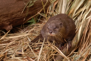 Our only otter sighting in Australasia - and this one breaks the mold slightly by looking menacing instead of cute