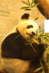 Mr Panda enjoys his bamboo supper, though he needs to sit up straighter or he'll get a bad back