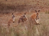 And a trio of Red Kangaroos like russian dolls. If you look carefully, there\'s even one in the pouch