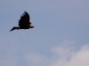Wedge-tailed eagles soared over the hills, looking for carrion expired in the wilderness