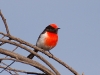 Plenty of small birds survive here too, like the vivid Red-capped Robin