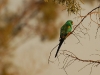 This is a Mulga Parrot, getting some shade