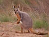 Our favourite animal was the Yellow-footed Rock-wallaby though, an icon of the region and no wonder