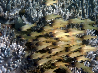 A stunning little shoal of fishies amongst the corals at Kelor Island