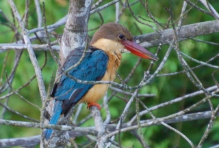 Superb view of the stork-billed kingfisher, a beautifully coloured bird whose call sounds like a mocking laugh