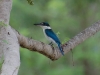 Kingfishers are some of my favourite birds - this collared kingfisher maybe followed us from Langkawi