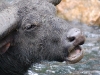 Dissatisfied, we set off on foot across the island. We found wild wallowing water buffalo, sometimes prey to the dragons