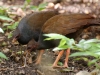 We also found the megapode bird, which nests in dragon dens. Maybe eating all that worm spaghetti makes them taste bad?