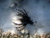 The lion fish got a big wow from me, though I wasn\'t quick enough to see the sea snake Maureen spotted