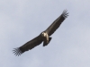 Griffon vultures soar on the thermals above the gorge