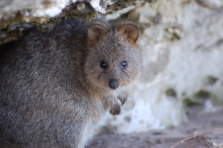 Can we get a 'squeeeee' for the quokka? Knew we could