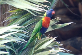 Like an escapee from a Bacardi advert, the rainbow lorikeet poses outside Fremantle library