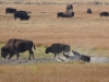 23-bison-001