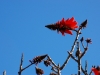 Red flowering tree