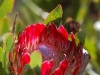 Red protea
