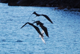 Frigatebirds mobbing a gull - these wicked pirates don't hunt fish at all, they only steal from other birds