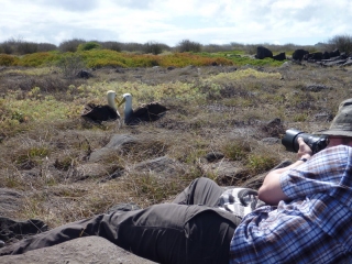 Photographing the Galapagos wildlife, like these nesting Albatrosses, barely needs a long lens