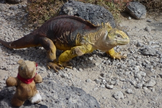 The iguana barely pauses to wonder what strange creature has invaded his island