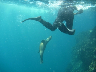 Dancing with Sealions