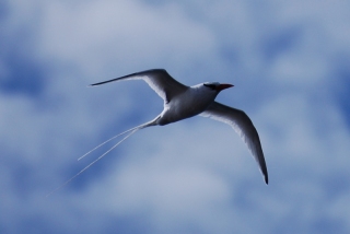 The beautiful white Tropicbird flutters like a kite overhead