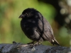 We also encountered the first of many species of confusing Darwin\'s Finches