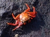 Sally Lightfoot crabs scattered at our approach - except the ones that didn\'t and allowed us to photograph them