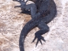 The island was also home to a few of their cousins, the smaller Marine Iguanas (no, there are no Sky Iguanas)