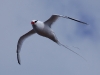 My favourite was the beautiful Red-billed Tropicbird with its long streamer tail