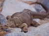 Santa Fe, home to a different species of Land Iguana that only lives on this one tiny island