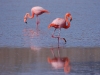 The special birds here though are Flamingoes, vivid pink over the water of their small lagoon