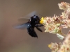 However we also saw the endemic Carpenter Bee (and were menaced by the un-endemic and invasive wasps)