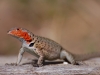 And this fellow is the endemic Floreana Lava Lizard - again, only this island