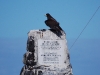 This is the Galapagos Hawk, endemic to the islands and the only bird of prey found here