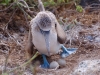 Blue-footed Boobies will even make their nests on the path - though \'make\' is probably too fancy a word for scraping out a shallow dish in the sand