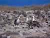 These are Waved Albatrosses, arguing about who is going to go out for fish and chips