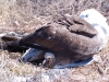 Usually well covered by mum, an albatross chick just pokes his beak into the baking sun