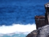 I thought the blowhole was cool, but this iguana seems bored - I suppose he does see it every day