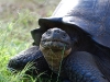 Inscrutible (giant tortoise)